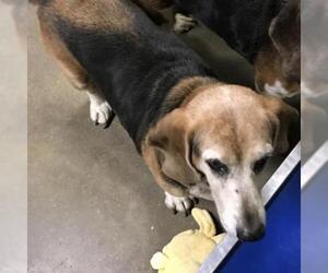 Basset Hound Dogs for adoption in Eureka Springs, AR, USA