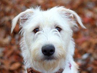 Labradoodle Dogs for adoption in Cookeville, TN, USA