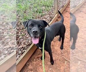 Labrador Retriever-Unknown Mix Dogs for adoption in Charlotte, NC, USA