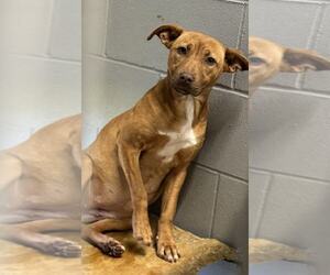 Feist Terrier-Unknown Mix Dogs for adoption in Elmsford, NY, USA