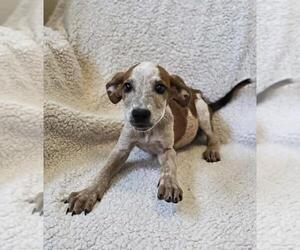 Black Mouth Cur-Unknown Mix Dogs for adoption in Rockwall, TX, USA