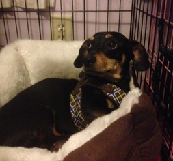 Dachshund Dogs for adoption in Cincinnati, OH, USA