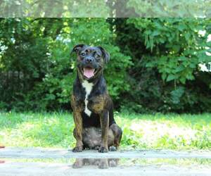 American Boston Bull Terrier Dogs for adoption in Fenton, MO, USA