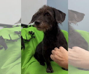 Dachshund-Unknown Mix Dogs for adoption in Weston, FL, USA