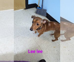 Chiweenie Dogs for adoption in Franklin, North Carolina, NC, USA