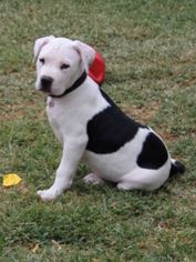 American Pit Bull Terrier-Labrador Retriever Mix Dogs for adoption in San Diego, CA, USA