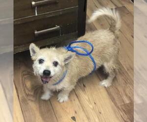 Cairn Terrier-Unknown Mix Dogs for adoption in Columbia, TN, USA