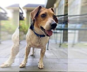 Jack-A-Bee Dogs for adoption in Atlanta, GA, USA