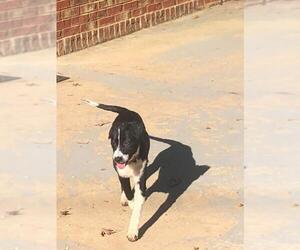 Border Collie-Unknown Mix Dogs for adoption in Greenville, SC, USA