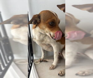 Chihuahua Dogs for adoption in Houston, TX, USA