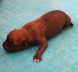 Medium Photo #1 Boxer-Unknown Mix Puppy For Sale in Hurst, TX, USA