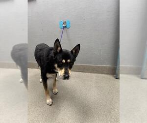 German Shepherd Dog-Unknown Mix Dogs for adoption in Las Vegas, NV, USA
