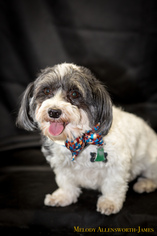 Havanese Dogs for adoption in north little rock, AR, USA