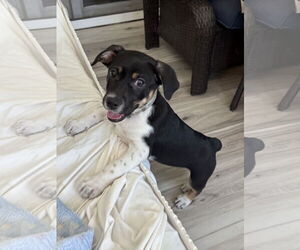 Beagle-Unknown Mix Dogs for adoption in Royal Palm Beach, FL, USA