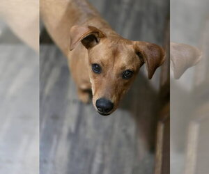 Dachshund-Unknown Mix Dogs for adoption in New London, WI, USA