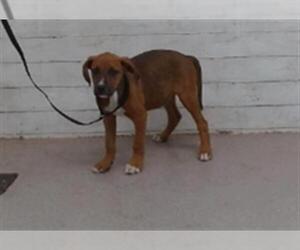 Labrador Retriever-Rhodesian Ridgeback Mix Dogs for adoption in San Bernardino, CA, USA
