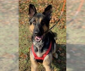 German Shepherd Dog Dogs for adoption in Newfoundland, PA, USA