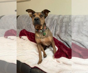 Labrador Retriever Dogs for adoption in Menifee, CA, USA