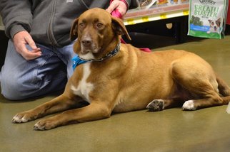 Chesapeake Bay Retriever-Unknown Mix Dogs for adoption in Rolling Meadows, IL, USA