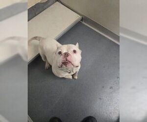 American Bulldog-Unknown Mix Dogs for adoption in Glen Allen, VA, USA