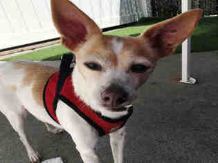 Medium Photo #1 Chihuahua Puppy For Sale in Alameda, CA, USA