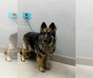 German Shepherd Dog-Unknown Mix Dogs for adoption in Las Vegas, NV, USA