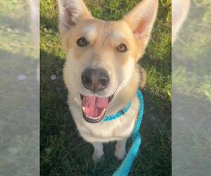 German Shepherd Dog Dogs for adoption in Sacramento, CA, USA