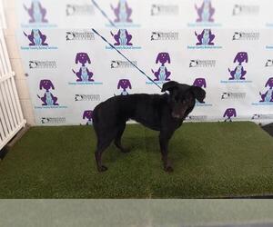 Golden Retriever-Unknown Mix Dogs for adoption in Orlando, FL, USA