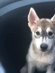 Medium Photo #3 Siberian Husky Puppy For Sale in Cumming, GA, USA