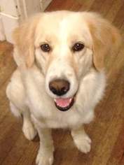 Golden Pyrenees Dogs for adoption in Newport, KY, USA