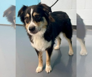 Australian Shepherd Dogs for adoption in Social Circle, GA, USA