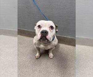 Bulldog-Unknown Mix Dogs for adoption in Las Vegas, NV, USA
