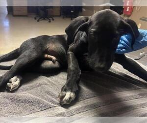 Labrador Retriever-Unknown Mix Dogs for adoption in Conroe, TX, USA