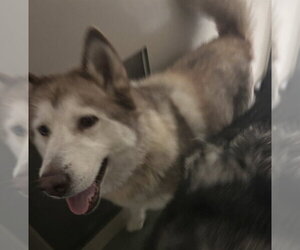 Siberian Husky Dogs for adoption in Placerville, CA, USA