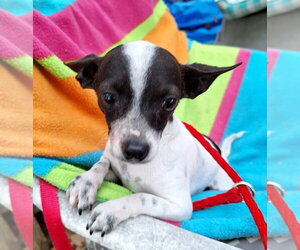 Medium Photo #2 Chihuahua-Unknown Mix Puppy For Sale in Missouri City, TX, USA