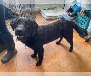 Wirehaired lab Dogs for adoption in Bolivar, MO, USA