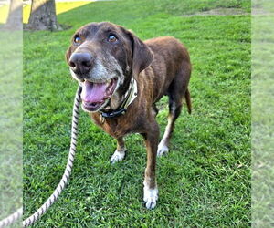 Labrador Retriever Dogs for adoption in Long Beach, CA, USA