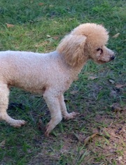 Poodle (Toy) Dogs for adoption in New Smyrna Beach, FL, USA
