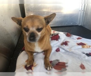 Chihuahua Dogs for adoption in Woodland, CA, USA