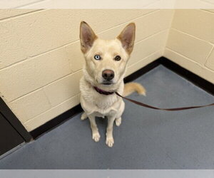 Akita-Siberian Husky Mix Dogs for adoption in Denver, CO, USA
