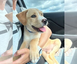 Labrador Retriever-Unknown Mix Dogs for adoption in New London, WI, USA