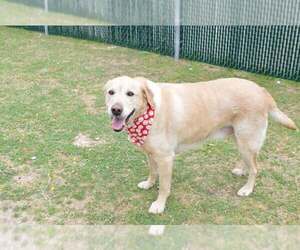 Labrador Retriever-Unknown Mix Dogs for adoption in McKinney, TX, USA