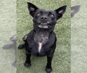 Chihuahua-Unknown Mix Dogs for adoption in Texas City, TX, USA