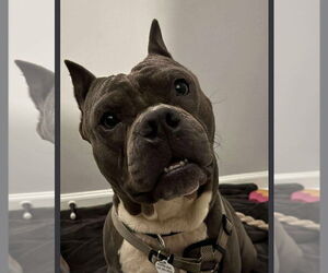 Rottweiler Dogs for adoption in Hillsboro, NH, USA