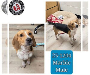 Beagle Dogs for adoption in Georgetown, KY, USA
