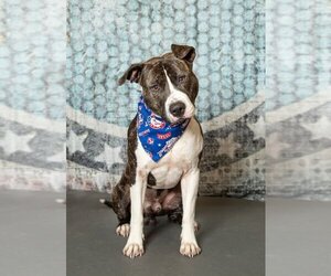 American Pit Bull Terrier Dogs for adoption in Little Elm, TX, USA