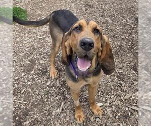 Bloodhound Dogs for adoption in Waterford, VA, USA