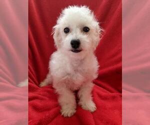 Bichon Frise Dogs for adoption in Cumming, GA, USA