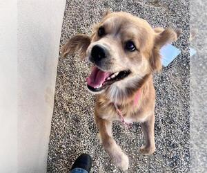 Boxer-Unknown Mix Dogs for adoption in Las Vegas, NV, USA