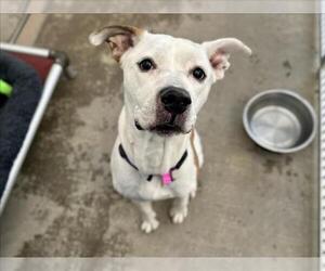 Mutt Dogs for adoption in Fort Collins, CO, USA